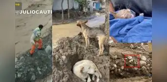 Vecinos rescatan animales abandonados por familias y afectados por los huaicos en Lima Vecinos rescatan animales abandonados por familias y afectados por los huaicos en Lima