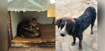Los animales también sufren por los huaicos: piden apoyo para perros y gatos rescatados