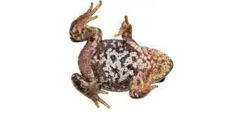 Descubren en Perú al 'Espíritu del Mantaro', una especie de rana nunca antes vista Descubren en Perú al 'Espíritu del Mantaro', una especie de rana nunca antes vista