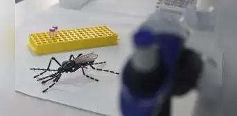 Más de 3.000 casos de dengue en medio de lluvias en Piura Más de 3.000 casos de dengue en medio de lluvias en Piura