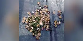 Maricultores denuncian muerte de conchas de abanico por construcción de dique de contención Maricultores denuncian muerte de conchas de abanico por construcción de dique de contención