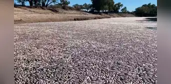 “Es horrible”: millones de peces muertos por intensa ola de calor bloquean un río australiano
