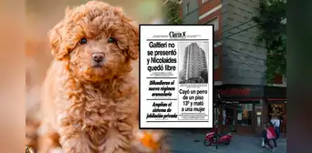 La insólita historia del perrito que cayó del piso 13 y provocó 3 muertes en Argentina