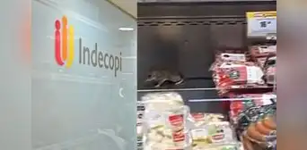 Indecopi inició fiscalización a Cencosud tras reporte de roedores en Metro de Plaza Lima Sur Indecopi inició fiscalización a Cencosud tras reporte de roedores en Metro de Plaza Lima Sur