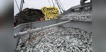 Más del 90% de peruanos cree que el Mar de Grau está sobreexplotado Más del 90% de peruanos cree que el Mar de Grau está sobreexplotado