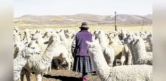Agricultores y ganaderos de Puno en crisis por falta de lluvias