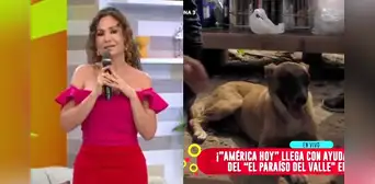 Janet Barboza se compromete a curar a perrito herido por huaico en Jicamarca: "Situación dolorosa" Janet Barboza se compromete a curar a perrito herido por huaico en Jicamarca: "Situación dolorosa"