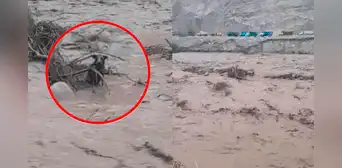 Huaico en Canta: perrito se aferra a la vida en el río Chillón tras ser arrastrado por masa de lodo