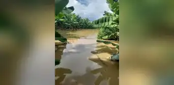 Bananeros de Piura pierden más de un millón de soles tras inundación de 60 hectáreas de plantaciones Bananeros de Piura pierden más de un millón de soles tras inundación de 60 hectáreas de plantaciones
