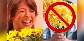 Flores amarillas: ¿por qué 'Floricienta' odiaba su famosa canción? Esto dijo en "Hablando Huevadas" Flores amarillas: ¿por qué 'Floricienta' odiaba su famosa canción? Esto dijo en "Hablando Huevadas"