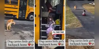 Perrito ayuda a una niña a cargar su mochila y es amado en redes sociales: “es un gran perro” Perrito ayuda a una niña a cargar su mochila y es amado en redes sociales: “es un gran perro”