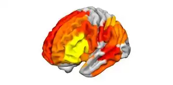 ¿Qué le hace el ayahuasca al cerebro? Estudio revela un profundo impacto ¿Qué le hace el ayahuasca al cerebro? Estudio revela un profundo impacto