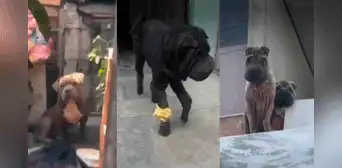 Tienen fracturas y sarna: denuncian a sujeto por maltratar y lucrar con perros shar pei y bulldog