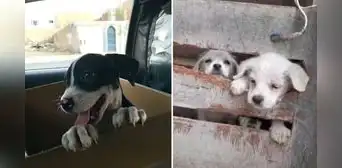 Sin alimentos: piden ayuda para dar comida a perros y gatos rescatados de las calles