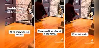 Perrito callejero ingresa por primera vez a su nuevo hogar y tiene conmovedora reacción Perrito callejero ingresa por primera vez a su nuevo hogar y tiene conmovedora reacción