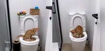 Gatito se hace viral en TikTok porque aprende a usar el baño Gatito se hace viral en TikTok porque aprende a usar el baño
