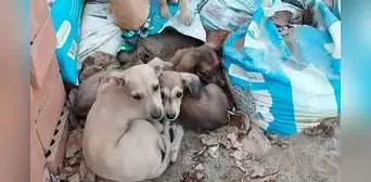 Cinco perritos buscan hogar: cachorros fueron encontrados en parque de Los Olivos Cinco perritos buscan hogar: cachorros fueron encontrados en parque de Los Olivos
