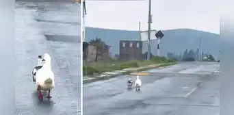 "Dejen pasar": chofer se encuentra con una pareja de patos y toma una inesperada decisión