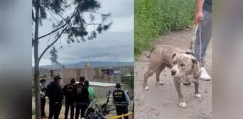 Perro mata a hombre de 60 años y deja a 3 personas heridas en Arequipa