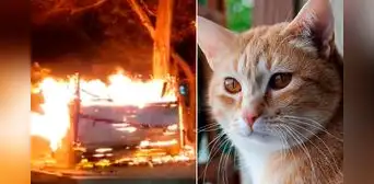Quemados, asfixiados y calcinados: sujetos incendian albergue con 50 gatitos dentro Quemados, asfixiados y calcinados: sujetos incendian albergue con 50 gatitos dentro
