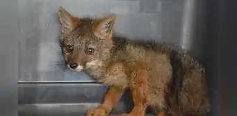 Zorro de 3 meses es rescatado tras estar cautivo en un domicilio en Áncash Zorro de 3 meses es rescatado tras estar cautivo en un domicilio en Áncash