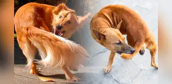 ¿Por qué los perros se muerden su propia cola? Esta es la verdadera razón ¿Por qué los perros se muerden su propia cola? Esta es la verdadera razón
