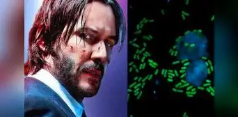 Keanumicinas: ¿qué son y cuál es su relación con el actor Keanu Reeves y la ciencia?