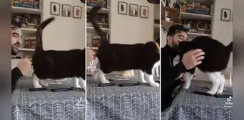 Gatito sorprende en TikTok con su gran habilidad para bailar flamenco y enamora a más de uno Gatito sorprende en TikTok con su gran habilidad para bailar flamenco y enamora a más de uno