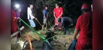 Bomberos rescatan una vaca de 300 kilos que cayó a un pozo: “¡Niña Bonita, vive!" Bomberos rescatan una vaca de 300 kilos que cayó a un pozo: “¡Niña Bonita, vive!"