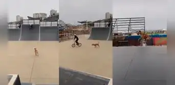 Perrito hace divertidos trucos junto a joven que practica ciclismo BMX y se hace viral Perrito hace divertidos trucos junto a joven que practica ciclismo BMX y se hace viral