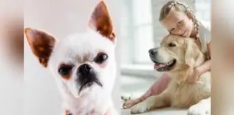 Los perros tienden a sentir rencor por quienes son malos con su familia, según estudio Los perros tienden a sentir rencor por quienes son malos con su familia, según estudio