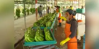 Venta de alimentos orgánicos movilizaría US$294.000 millones este año a nivel mundial