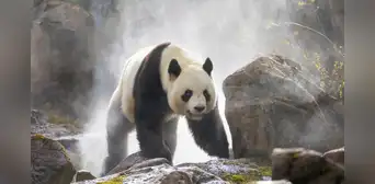 Paleontólogos chinos descubren al panda gigante carnívoro