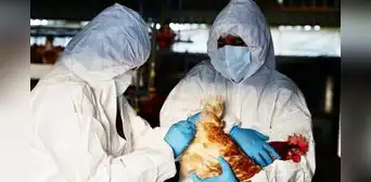 Chile anuncia primer caso humano de gripe aviar: se trata de un hombre de 53 años