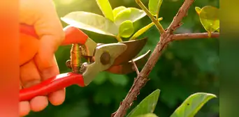 Por primera vez, científicos detectan los 'gritos' de las plantas cuando son cortadas Por primera vez, científicos detectan los 'gritos' de las plantas cuando son cortadas