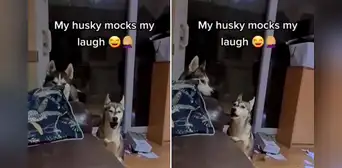 Perro se 'burla' de la risa de su dueño y escena sorprende a miles en redes sociales
