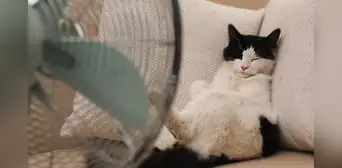 ¿Cómo combatir el calor en las mascotas y qué razas tienen más problemas con este?