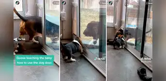 ¡Madre solo hay una! Perrita enseña a su cría cómo salir por la puerta para mascotas ¡Madre solo hay una! Perrita enseña a su cría cómo salir por la puerta para mascotas