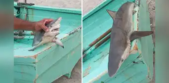 Reportan presencia de cría de tiburones en playas de Punta Hermosa Reportan presencia de cría de tiburones en playas de Punta Hermosa