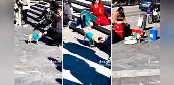 Trabajo en equipo: músico callejero canta y su perrito cobra las propinas que el público le regala Trabajo en equipo: músico callejero canta y su perrito cobra las propinas que el público le regala