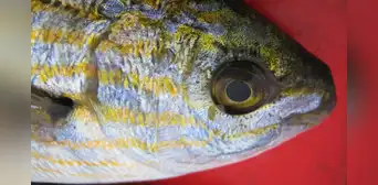 El pescado que puede causar alucinaciones similares a las del LSD cuando lo comes
