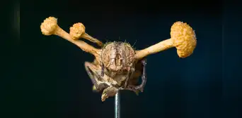 Impactantes imágenes de animales infectados por Cordyceps, el hongo 'zombie'