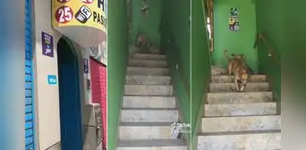 Captan a ‘Firulais’ entrando a hostal con su compañera canina y su dueño lo manda a casa