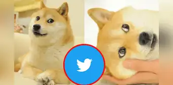 Kabosu: ¿cómo se volvió viral en internet el perro cuyo meme ahora es el logo de Twitter? Kabosu: ¿cómo se volvió viral en internet el perro cuyo meme ahora es el logo de Twitter?