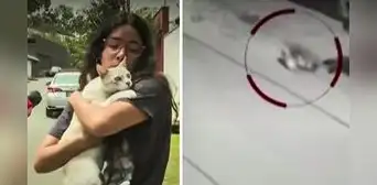 La Molina: zorros andinos atacan y se comen a gatos, denuncian vecinos de Rinconada Alta | VIDEO La Molina: zorros andinos atacan y se comen a gatos, denuncian vecinos de Rinconada Alta | VIDEO