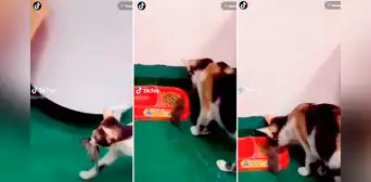 Quiso compartir sus alimentos: gatito traslada en su boca a un ratón para que coma de sus croquetas Quiso compartir sus alimentos: gatito traslada en su boca a un ratón para que coma de sus croquetas