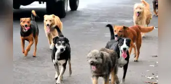 Ley 4 patas en peligro: organizaciones denuncian que Minsa pretende no esterilizar a animales abandonados