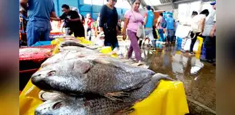 "En 20 años vamos a estar comiendo malaguas y estrellas de mar si no hacemos nada”, según biólogo