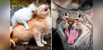 ¿Por qué motivo las gatas hacen demasiado ruido al momento de aparearse?