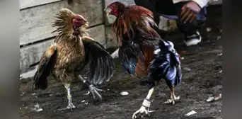 Gallo de pelea ataca a su propio dueño en batalla y le provoca heridas profundas Gallo de pelea ataca a su propio dueño en batalla y le provoca heridas profundas